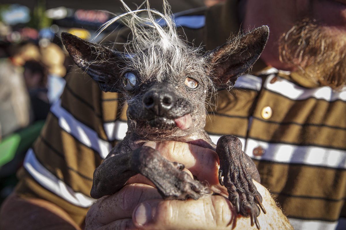 "Sweepee Rambo" es sostenido por su dueño Jason Wurtz, después de haber ganado el certamen del perro más feo. (Foto Prensa Libre: EFE).