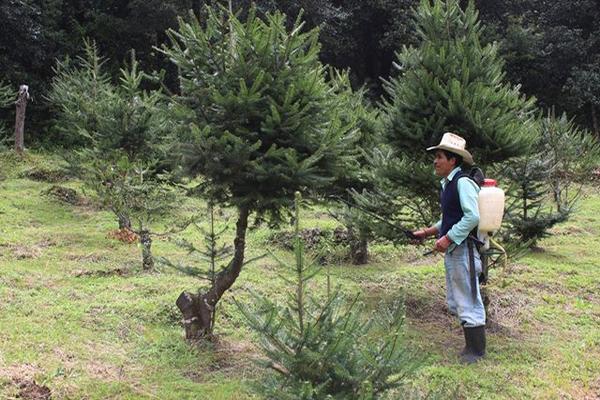 El cultivo de pinabete requiere de muchos cuidados, pues por cada libra de semilla germinan unas mil 400 plantas, de las que solo el 20 por ciento sobrevive. (Foto Prensa Libre: José Rosales)