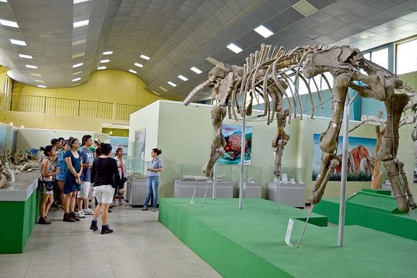 Fósiles de armadillo y perezoso llaman la atención de los visitantes del Museo de Paleontología Roberto Woolfolk, en Zacapa. (Foto Prensa Libre: Víctor Gómez)