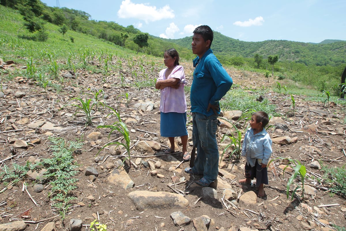 Las siembras no crecieron y no producirán, por lo que solo servirán de zacate para el ganado. (Foto Prensa Libre: P. Raquec)