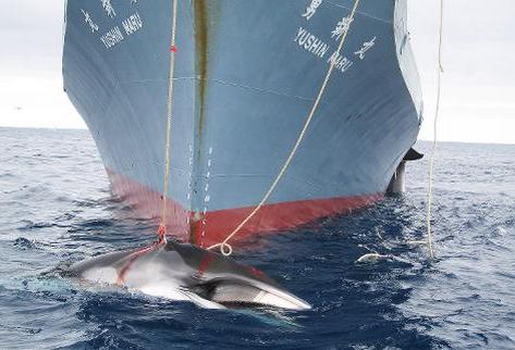 Un ballenero japonés caza a un cetáceos en las aguas del Antártico. (Foto Prensa Libre: AFP).
