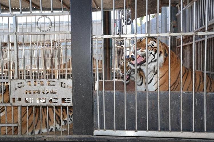 Los tigres del circo Hermanos Ponce permanecen en un predio en Villa Canales. (Foto Hemeroteca PL)