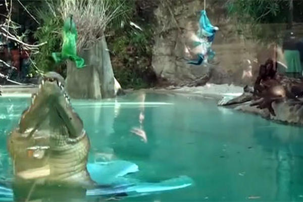 Cocodrilo del zoológico de Texas pronostica al ganador del Súper Tazón. (Foto Prensa Libre: AFP)