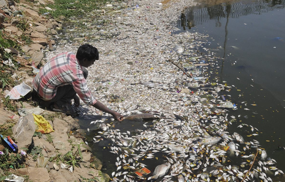 Un hombre toma un pez de los miles que flotan muertos en el lago Ulsoor en Bangalore, India. (Foto Prensa Libre: EFE).