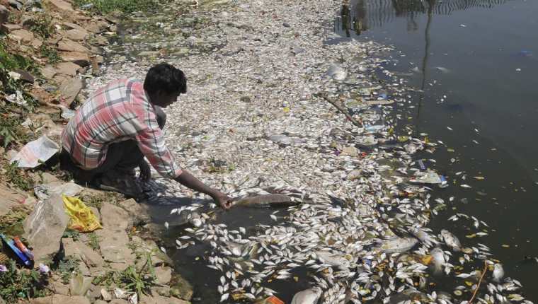 Un hombre toma un pez de los miles que flotan muertos en el lago Ulsoor en Bangalore, India. (Foto Prensa Libre: EFE).