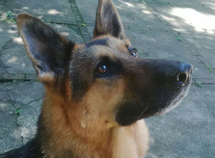 Jack será enterrado en la escuela donde desarrolló su talento al servicio de la seguridad pública. (Foto Prensa Libre: PNC)