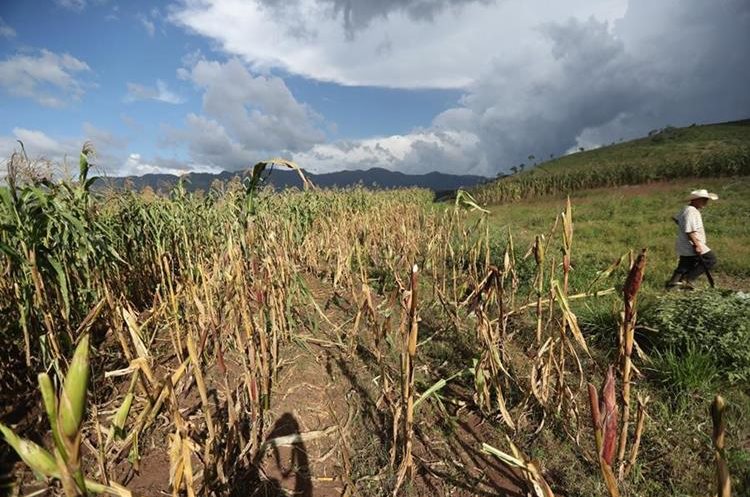 Agricultores del Corredor Seco perdieron casi la totalidad de sus siembras por la sequía. (Foto Prensa Libre: Hemeroteca PL)