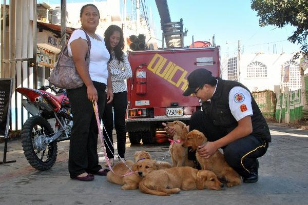 Cachorros que serán entrenados.