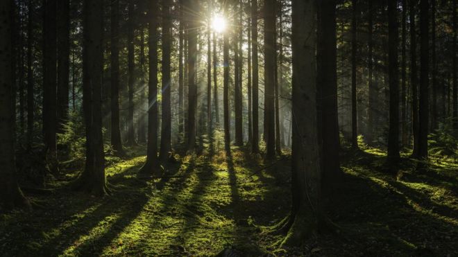 Cuánto CO2 podrán seguir absorbiendo los árboles es una pregunta que intriga -y preocupa- desde hace años a científicos. GETTY IMAGES