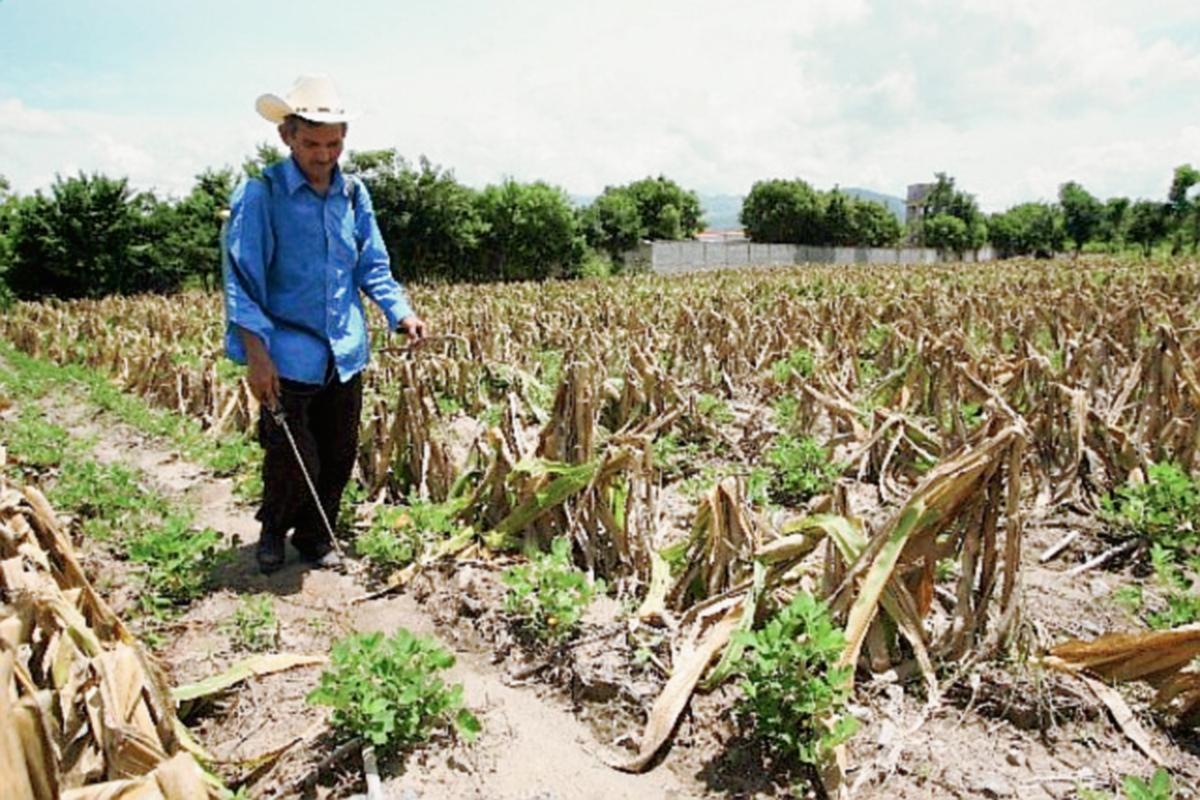 Organizaciones  productoras defienden el uso del Paraquat en las actividades agricolas. (Foto Hemeroteca PL).