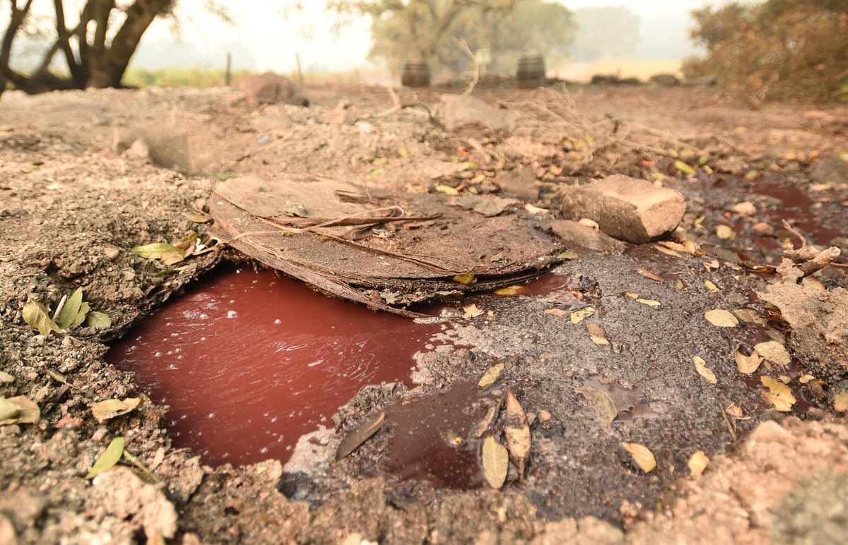 Insólito: Periodistas describen literalmente ríos de vino en los viñedos californianos consumidos por las llamas. (Foto Prensa Libre: AFP)