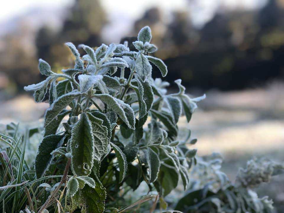 Las bajas temperaturas provocaron escarcha en varias regiones del occidente del país. (Foto Prensa Libre: cortesía Meteorología GT)