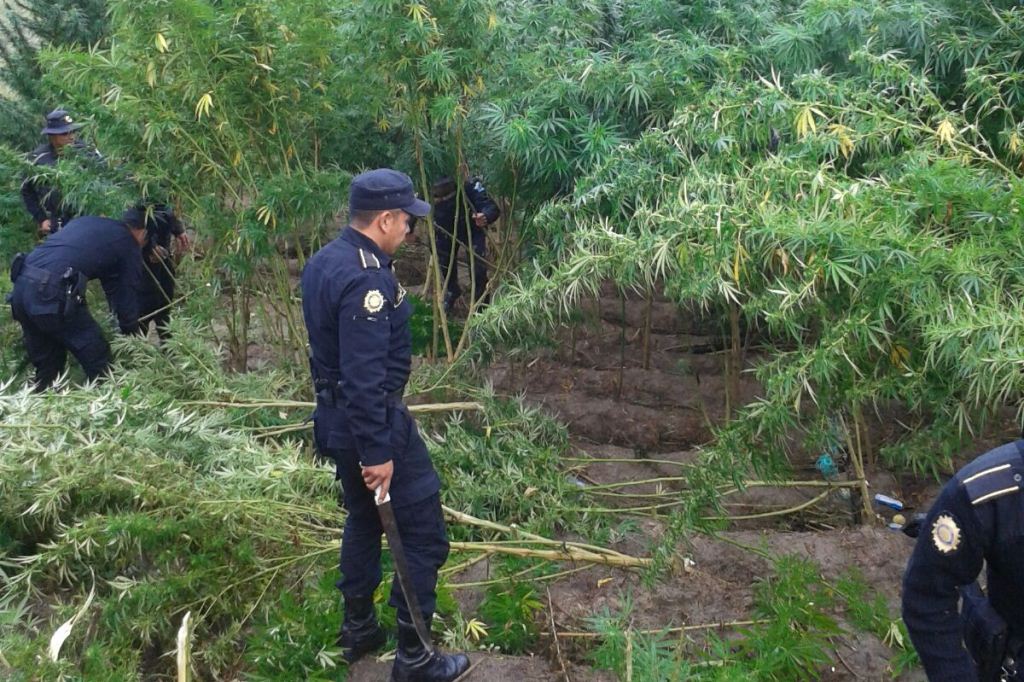 Agentes de la PNC destruyen plantación de marihuana en Momostenango, Totonicapán. (Foto Prensa Libre: Lucero Sapalú)