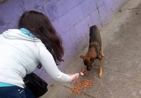 Una voluntaria alimenta un perro durante una de las actividades pasadas que impulsado Zomm Fashion Pets. (Foto Prensa Libre: Cortesía).