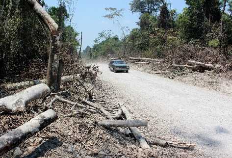 Unos tres mil 300 árboles fueron talados en el Parque Laguna de Lachuá.