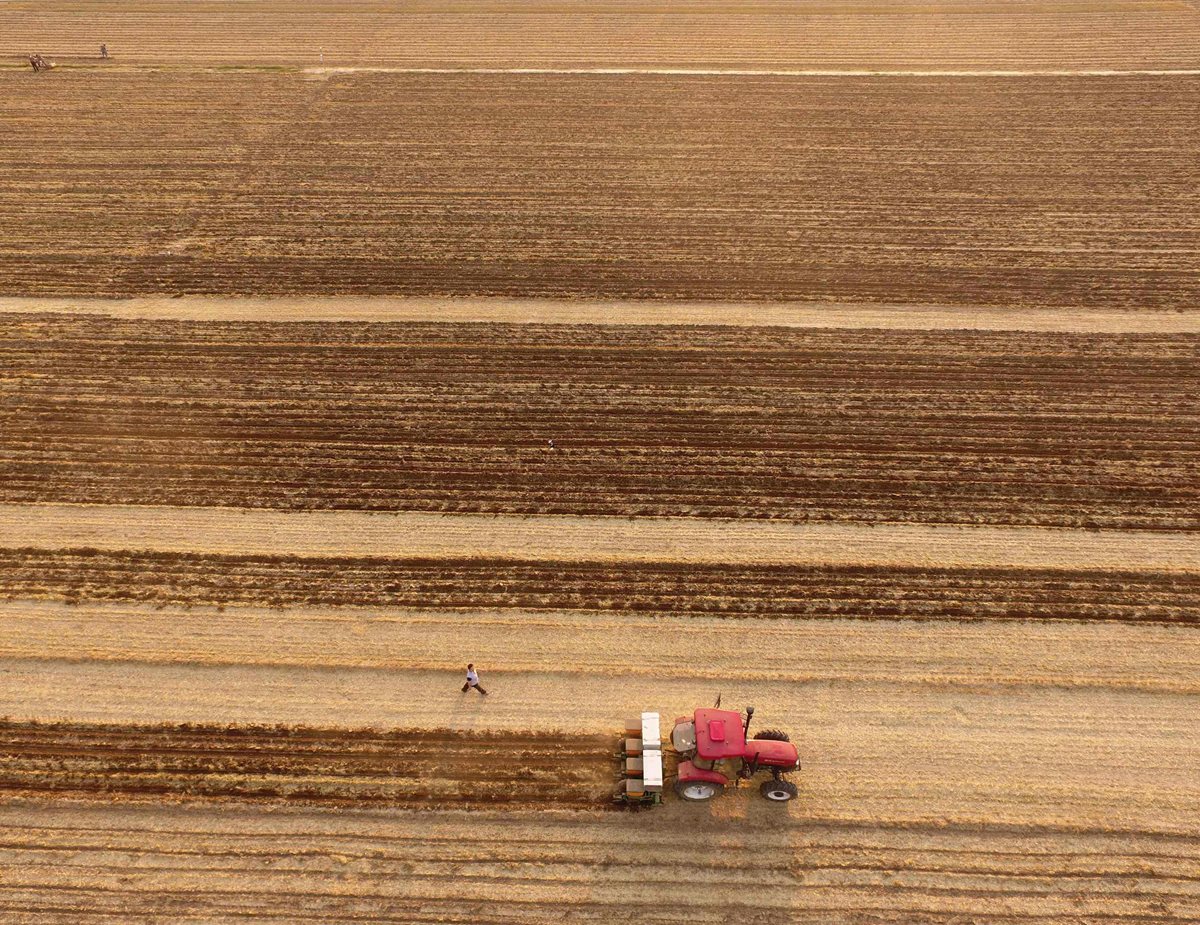 Expertos advierten de que el calentamiento global reducirá el rendimiento de los cultivos si no se actúa. (Foto Prensa Libre: AFP).