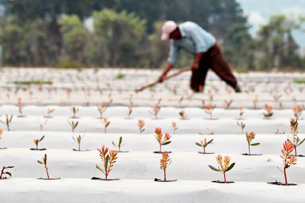 Las primeras plantas de proteas crecen a cielo abierto en la plantación de Exotic Investment, ubicada en Parramos, Chimaltenango. (Foto Prensa Libre: Paulo Raquec)
