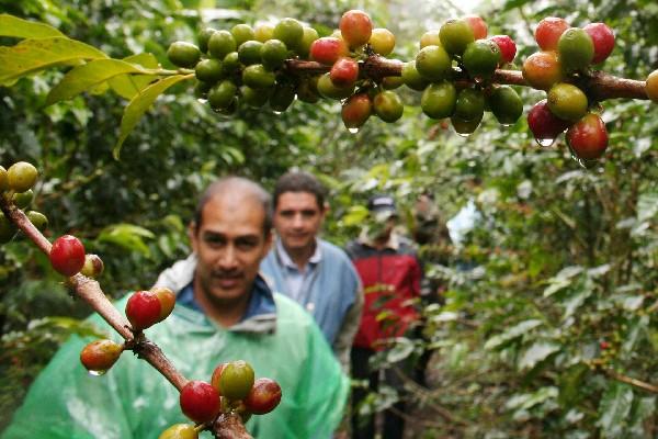 El café centroamericano sigue bajo la amenaza de la roya,  y los productores temen más daños con la posible llegada del fenómeno El Niño.