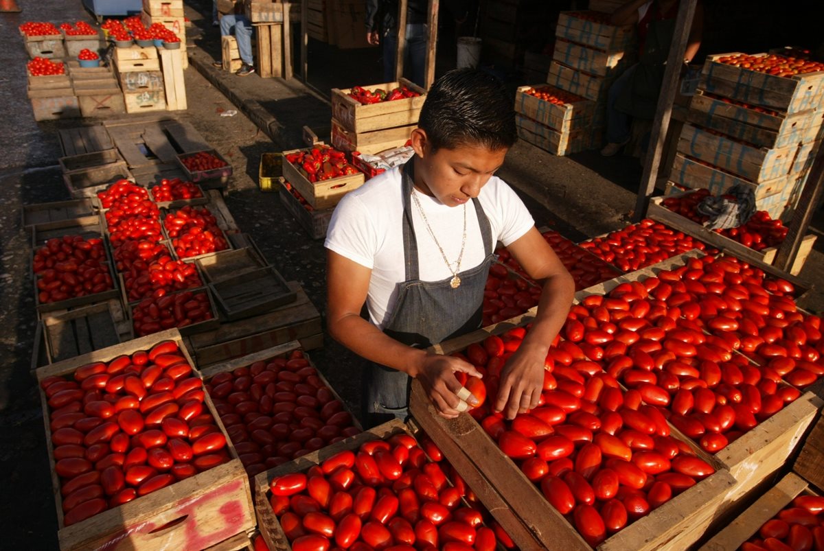 Desde tempranas horas, cientos de  vendedores y compradores llegan al mercado de la Terminal de la zona 4, para iniciar sus labores, las cuales consisten en la venta de toda clase de insumos diarios y toda clase de artículos. En la imagen, Jhonni Cardona, con apenas 16 años, realiza el trabajo de limpiar y ordenar el tomate. (Foto Prensa Libre: Óscar Estrada)