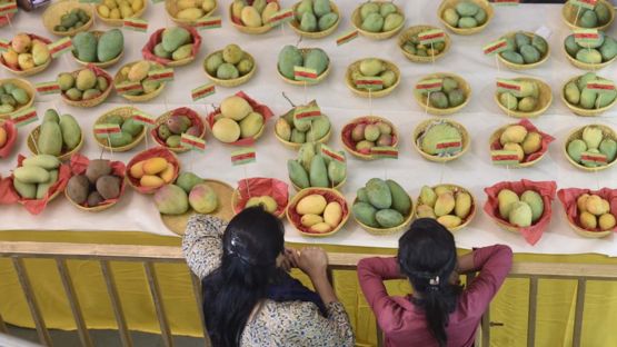 En Nueva Delhi, en India, se celebra el Festival del Mango en el que se puede probar más de 500 variedades de esta fruta. GETTY IMAGES