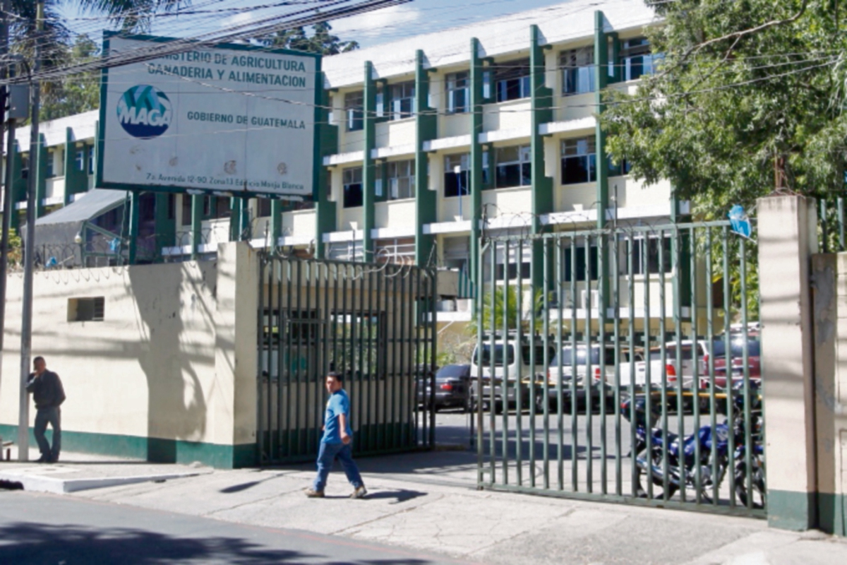 Luego de que el viernes se iniciaron las exportaciones, el Maga deberá agilizar trámite. (Foto Prensa Libre: OSCAR RIVAS)