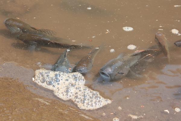 <em><strong>LA GOMERA, ESCUINTLA -</strong></em> Cientos de peces muertos fueron localizados en el río Acomé y el Canal de Chiquimulilla, en aldea El Paredón, La Gomera, Escuintla, por lo que los vecinos piden a las autoridades investigar la causa por la que murieron. Foto: Melvin Sandoval.