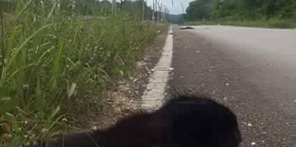 Lugar donde fueron localizados los cadáveres de los dos monos en Las Cruces. (Foto Prensa Libre: Rigoberto Escobar).