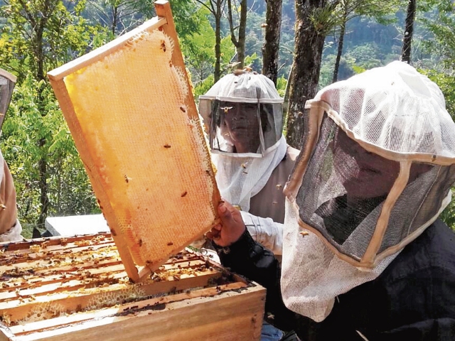 El programa Bosques pretende que en el 2019 cada familia de 30 comunidades tenga su propia cosecha de miel, y es posible gracias a las bondades que puede ofrecer un bosque bien cuidado.