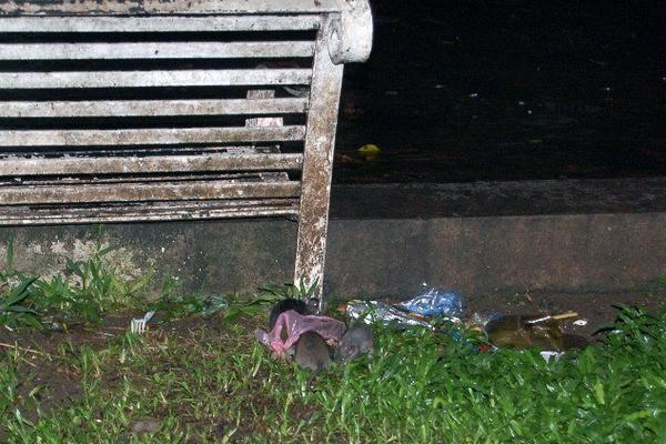 Tres ratas se alimentan de basura dejada en un sector del parque de Coatepeque.