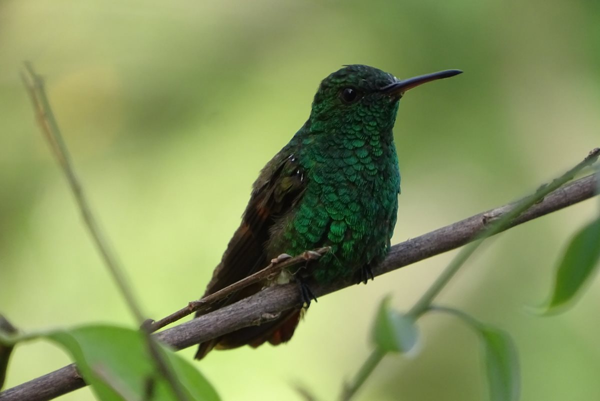 Los colibrís han sido afectados por la deforestación, afirman expertos. (Foto Prensa Libre: Cortesía Salvadora Morales)