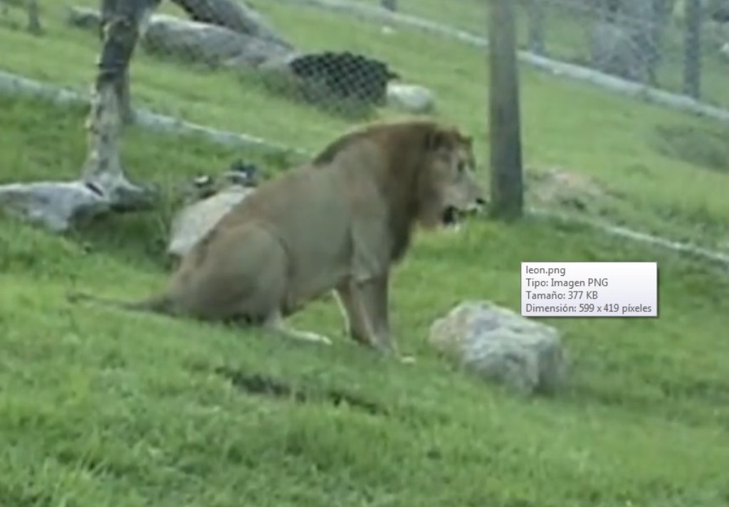 Will tocó el paso después de 13 años de permanecer en cautiverio. (Foto Prensa Libre: Internet).