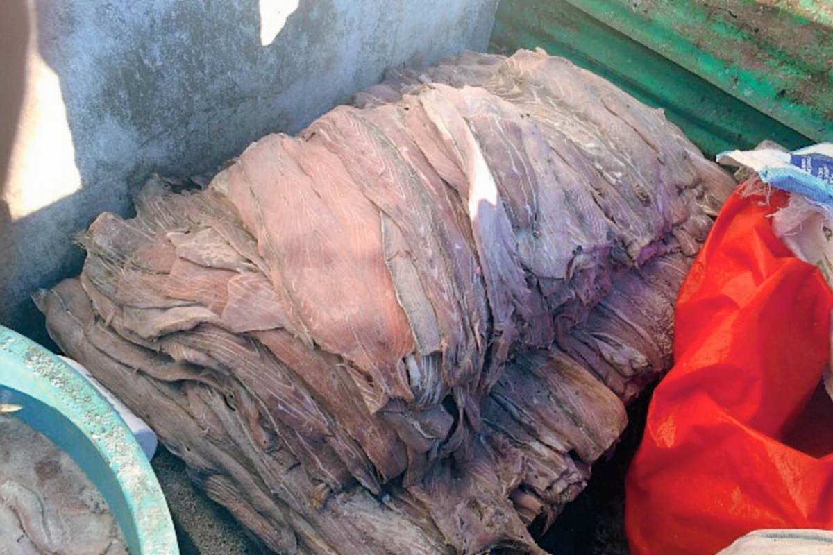 Autoridades decomisaron al menos mil libras de carne de pez vela en Puerto San José, Escuintla.