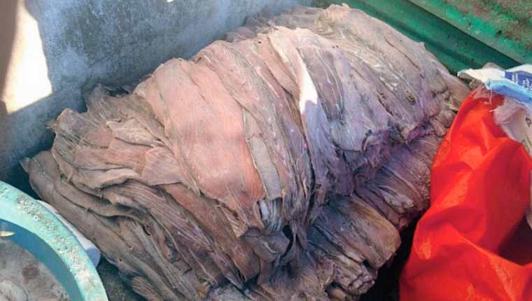 Autoridades decomisaron al menos mil libras de carne de pez vela en Puerto San José, Escuintla.