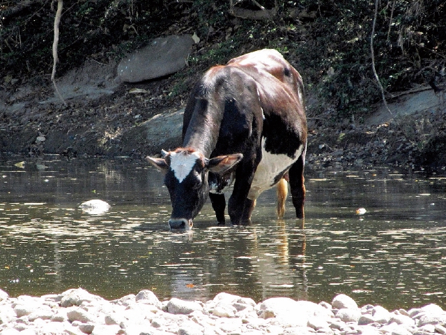 Autoridades buscan ayudar a minimizar la contaminación del agua. (Foto Prensa Libre: Archivo)