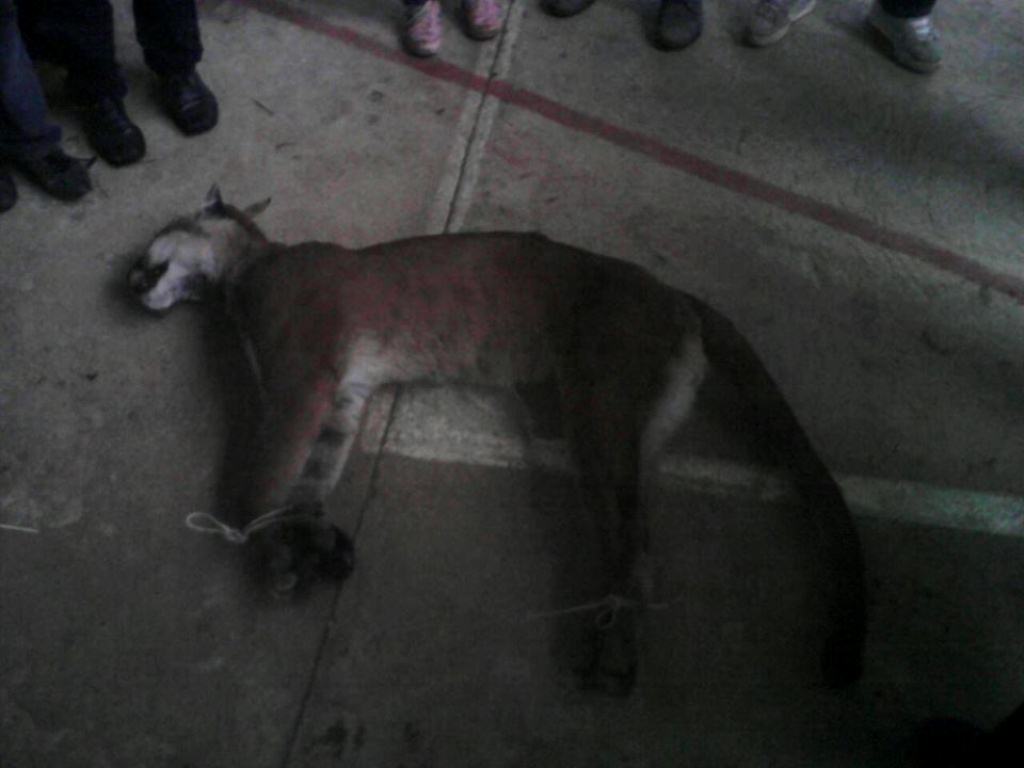 Puma que murió por una herida de bala en San Marcos. (Foto Prensa Libre: Mi Voz Por La Tuya)
