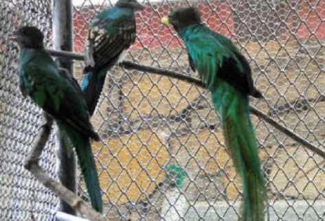 El Quetzal, ave símbolo de Guatemala, es criado en cautiverio en el zoológico Miguel Ángel Álvarez del Toro, de Tuxtla Gutiérrez, capital del vecino estado de Chiapas, México. (Foto Prensa Libre: Édgar Girón)
