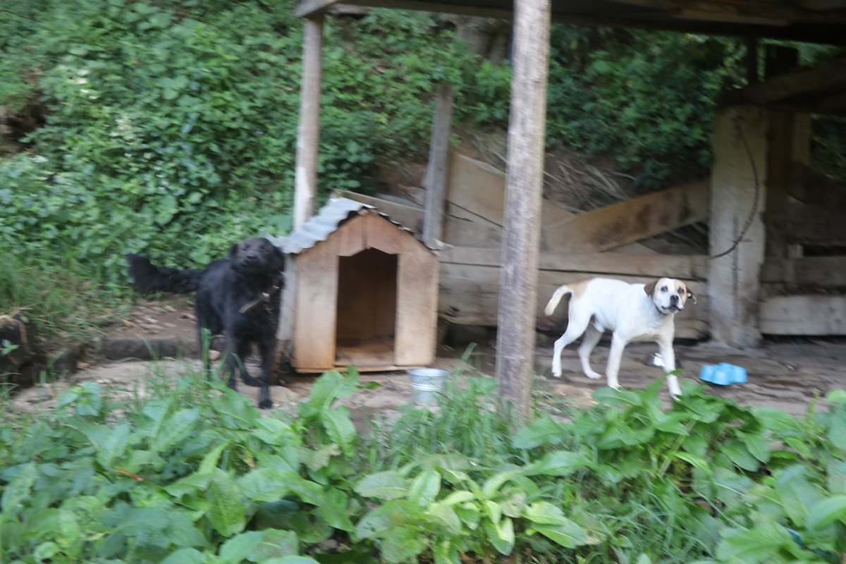Exhibir a los perros de razas peligrosas representa peligro para las personas. (Foto Prensa Libre: Whitmer Barrera)