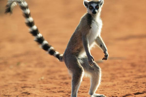 Los lémures, originarios de Madagascar, serán los nuevos húespedes del zoológico La Aurora.