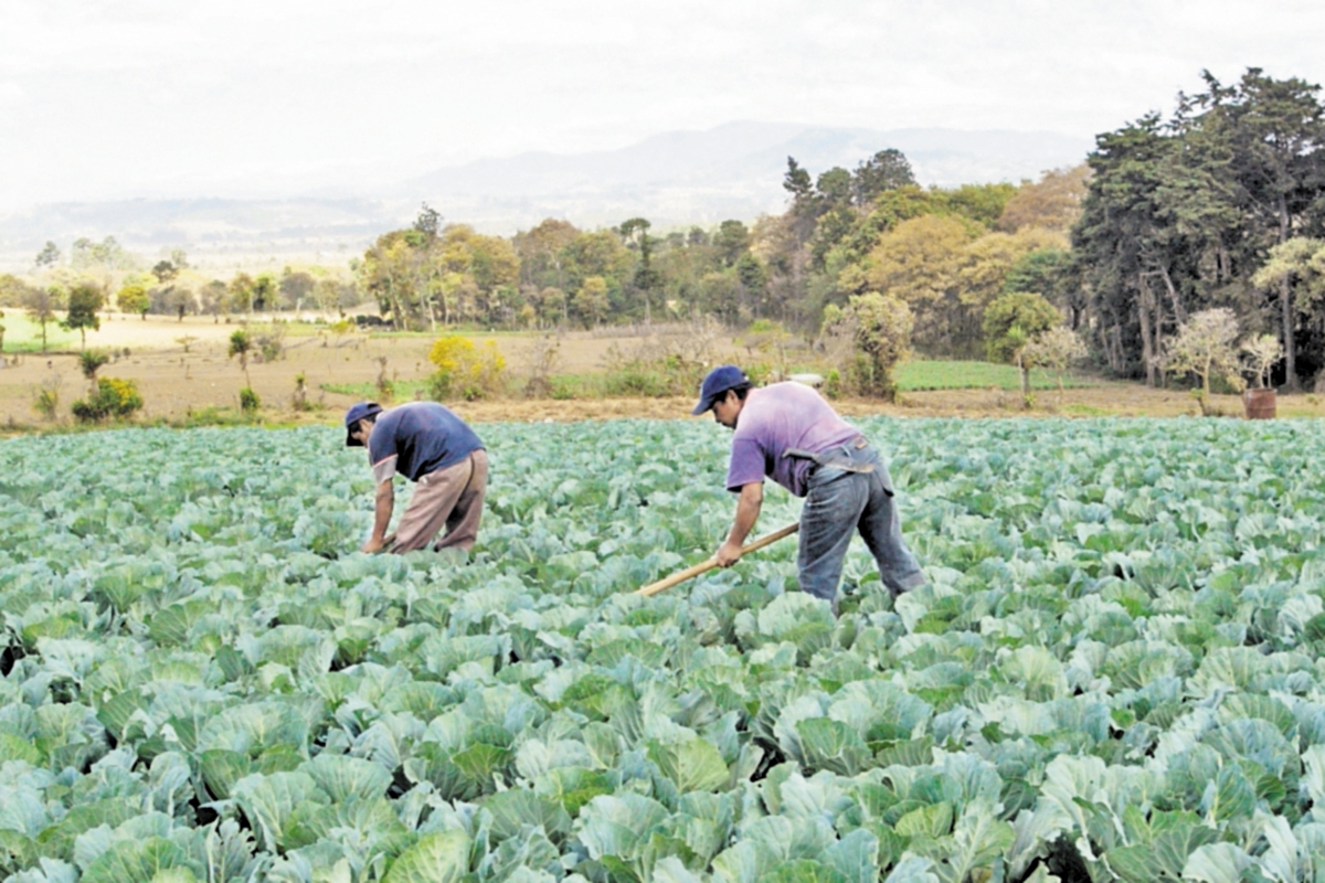Los extensionistas de Agricultura atienden desde el Sistema de Extensión Rural, por medio de Centros de Aprendizaje para Desarrollo Rural. (Foto Prensa Libre: Jorge Castillo)