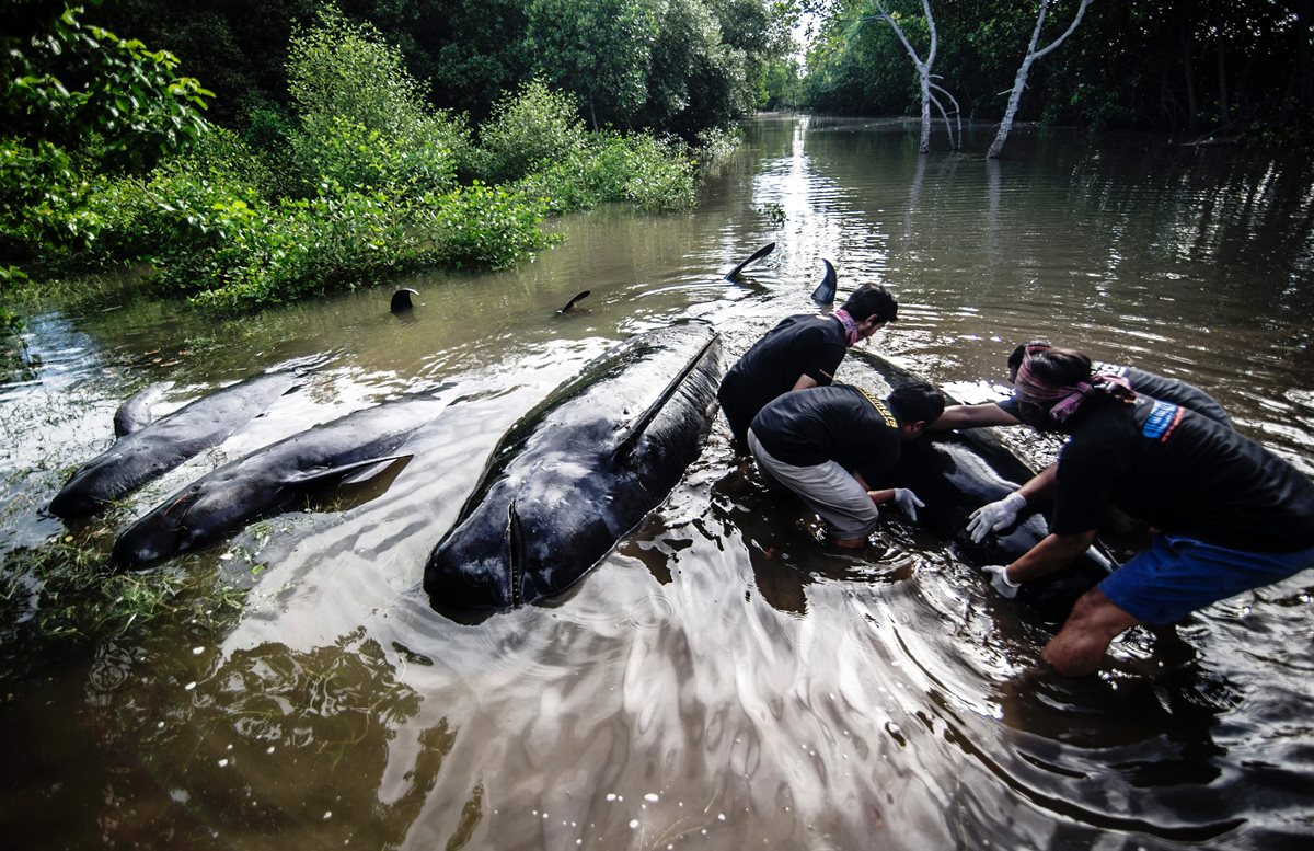 Ambientalistas de Indonesia participan en la operación de rescate de las ballenas. (Foto Prensa Libre: AFP)