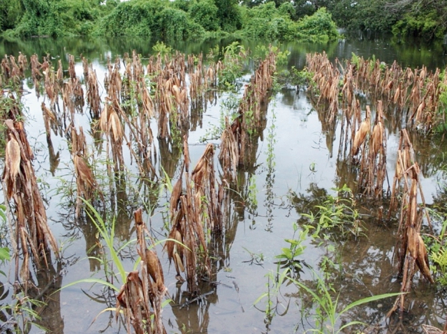 El Insivumeh y el Maga advierten a los productores agrícolas sobre posibles efectos por la segunda fase del invierno en septiembre que será más activa. (Foto Prensa Libre: Hemeroteca PL)