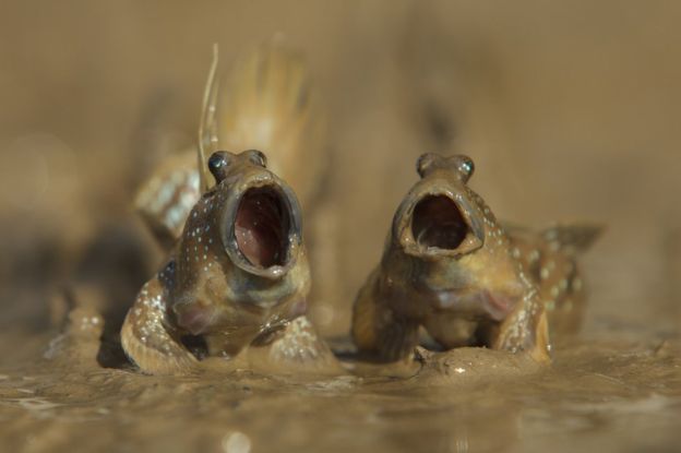 Daniel Trim fotografió a estos dos peces anfibios en medio de lo que parece una sesión de canto. Foto: Daniel Trim.