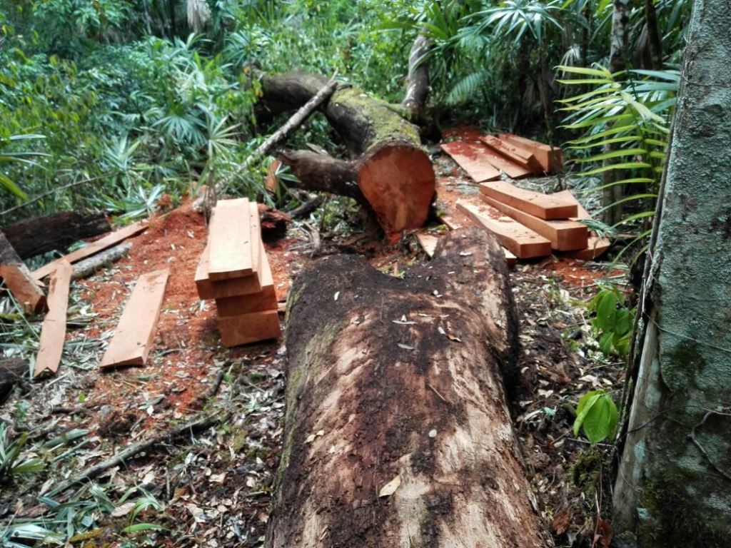 Árbol de cedro cortado por empleados del Parque Nacional Tikal, Flores, Petén. (Foto Prensa Libre: Rigoberto Escobar)