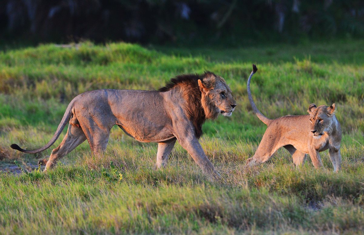 Unos 20 mil leones aún sobreviven en África.(Foto Prensa Libre: AFP).