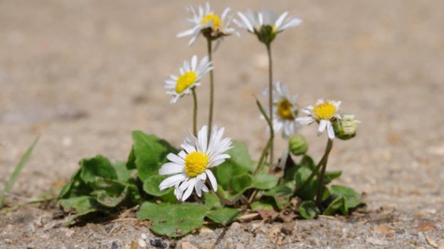Hasta una flor en la ranura del pavimento puede levantarnos el ánimo. (Foto, Thinkstock)