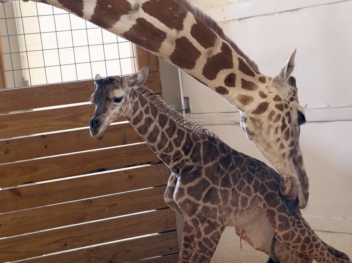 April, dio a luz a un macho en el zoológico de Nueva York. (Foto Prensa Libre: AP)