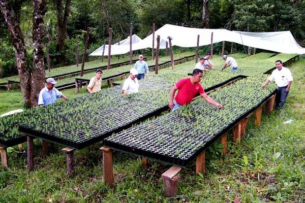 Arbolitos de pino maximinoi serán entregados durante la primera semana de septiembre. (Foto Prensa Libre: Héctor Contreras)