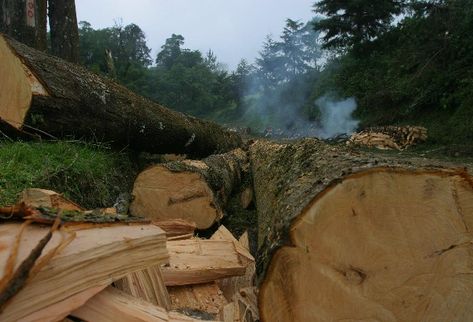 La oferta legal de productos maderables genera Q23 mil millones al año en empleo, impuestos e importaciones, pero la sobreexplotación ilegal, además de ser  delito,   daña al  ambiente.