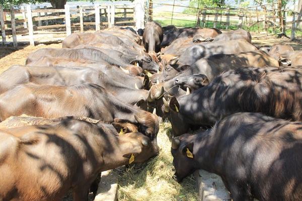 En las fincas, los búfalos son alimentados con concentrado, además de pasto. (Foto Prensa Libre: Enrique Paredes)<br _mce_bogus="1"/>