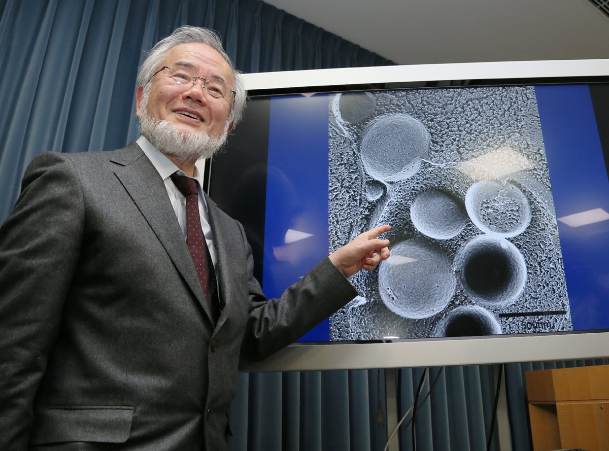 Ohsumi es reconocido por sus experimentos innovadores, realizados en los 90, sobre la autofagia, el proceso por el cual una célula se degrada y recicla parte de su contenido, lo que genera rápidamente combustible y componentes básicos.(Foto Prensa Libre: AFP)